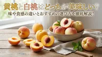 黄桃と白桃はどっちが美味しい？味や食感の違いとおすすめの選び方を徹底解説！